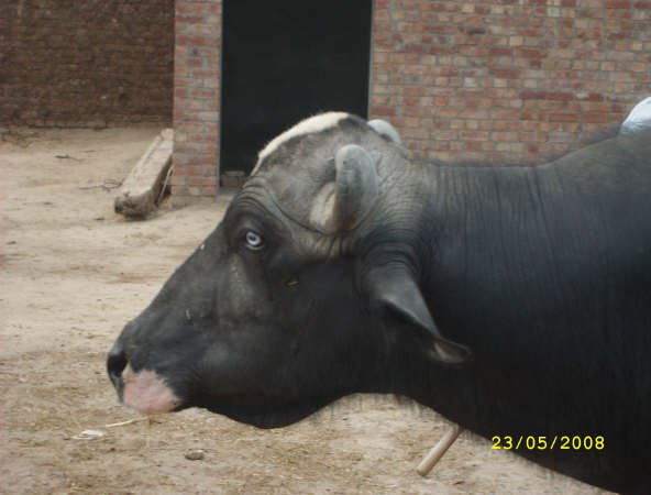 investment opportunities in livestock sector in pakistan